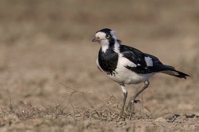 Magpie-lark - Australische Slijkekster - Gralline pie