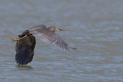 Great-billed Heron - Sumatraanse Reiger - Héron typhon