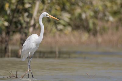 Great Egret - Grote Zilverreiger - Grande Aigrette