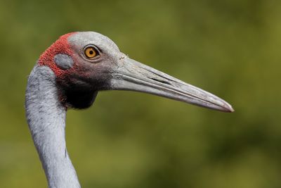 Brolga - Brolgakraanvogel - Grue brolga
