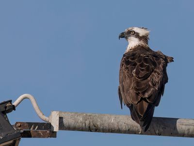 Osprey - Visarend - Balbuzard pêcheur