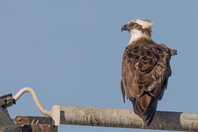 Osprey - Visarend - Balbuzard pêcheur