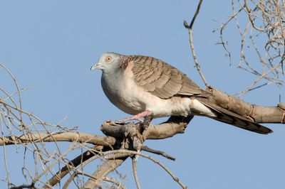 Bar-shouldered Dove - Roodnekzebraduif - Géopélie à nuque rousse