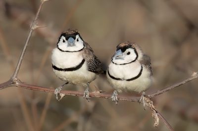 Double-barred Finch - Bichenows Astrild - Diamant de Bichenov