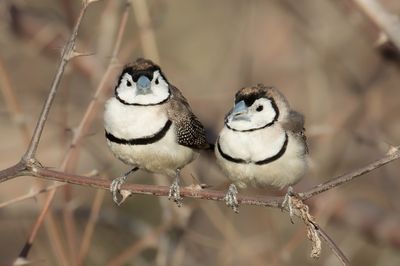 Double-barred Finch - Bichenows Astrild - Diamant de Bichenov