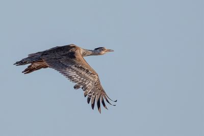 Australian Bustard - Australische Trap - Outarde d'Australie