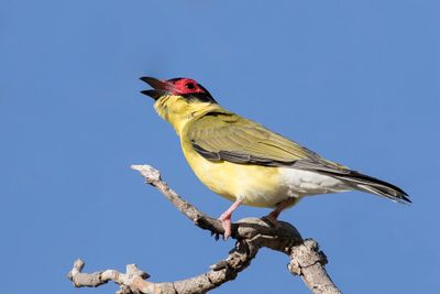 Australasian Figbird - Vieillots Vijgvogel - Sphécothère de Vieillot (m)