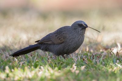 Apostlebird - Apostelvogel - Apôtre gris