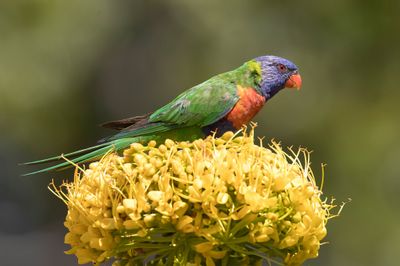 Rainbow Lorikeet - Lori van de Blauwe Bergen - Loriquet arc-en-ciel