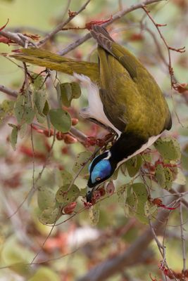 Blue-faced Honeyeater - Blauwwanghoningeter - Méliphage à oreillons bleus