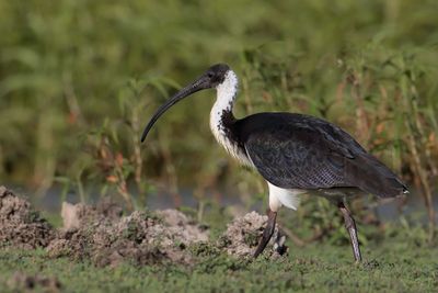 Straw-necked Ibis - Strohalsibis - Ibis d'Australie