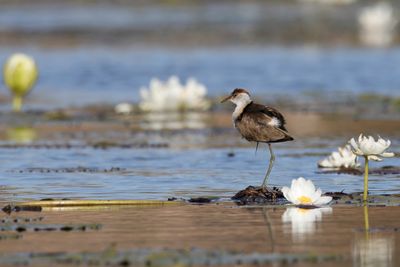 Comb-crested Jacana - Australische Jacana - Jacana à crête