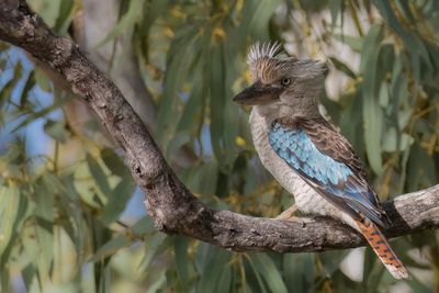 Blue-winged Kookaburra - Blauwvleugelkookaburra - Martin-chasseur à ailes bleues