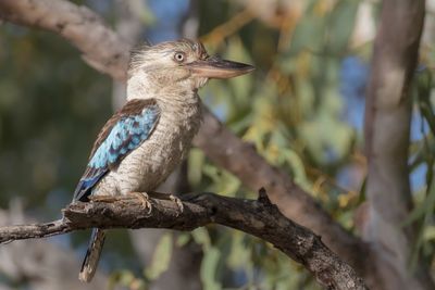 Blue-winged Kookaburra - Blauwvleugelkookaburra - Martin-chasseur à ailes bleues