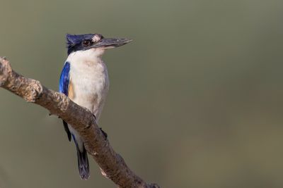 Forest Kingfisher - Macleay's Ijsvogel - Martin-chasseur forestier