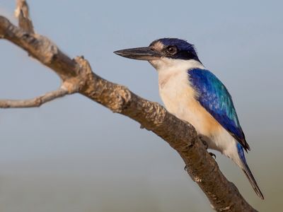Forest Kingfisher - Macleay's Ijsvogel - Martin-chasseur forestier