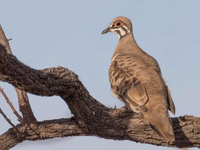 Squatter Pigeon - Bonte Kwartelduif - Colombine marquetée
