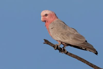 Galah - Roze Kaketoe - Cacatoès rosalbin
