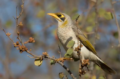 Yellow-throated Miner - Witstuithoningeter - Méliphage à cou jaune