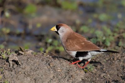 Masked Finch - Maskeramadine - Diamant masqué