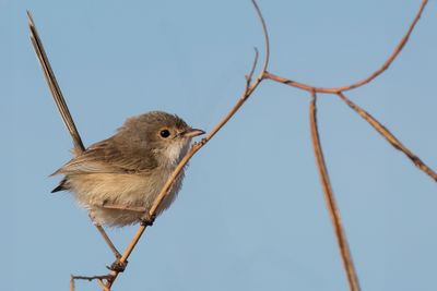 Red-backed Fairywren - Roodrugelfje - Mérion à dos rouge (f)