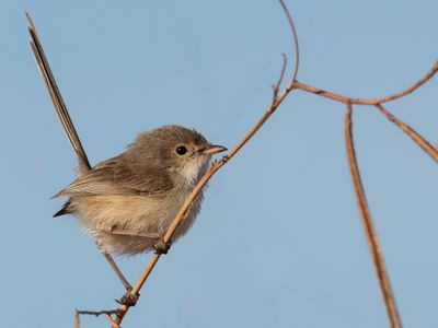 Red-backed Fairywren - Roodrugelfje - Mérion à dos rouge (f)