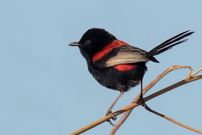 Red-backed Fairywren - Roodrugelfje - Mérion à dos rouge (m)