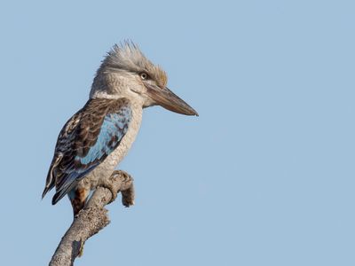 Blue-winged Kookaburra - Blauwvleugelkookaburra - Martin-chasseur à ailes bleues