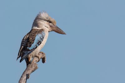 Blue-winged Kookaburra - Blauwvleugelkookaburra - Martin-chasseur à ailes bleues