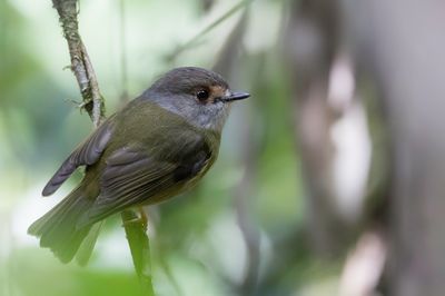 Pale-yellow Robin - Bleekgele Vliegenvanger - Miro jaunâtre