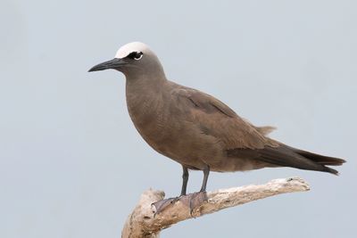 Brown Noddy - Noddy - Noddi brun