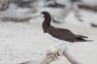 Brown Booby - Bruine Gent - Fou brun (f)