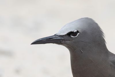 Brown Noddy - Noddy - Noddi brun