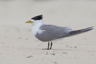 Greater Crested Tern - Grote Kuifstern - Sterne huppée