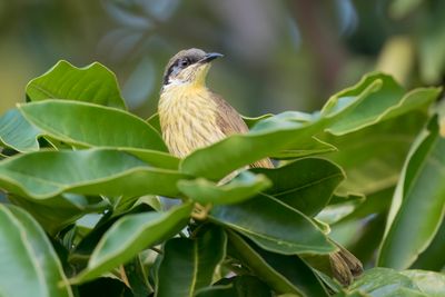 Varied Honeyeater - Wielewaalhoningeter - Méliphage versicolore