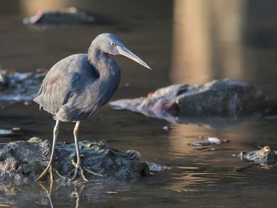 Pacific Reef Heron - Oostelijke Rifreiger - Aigrette sacrée