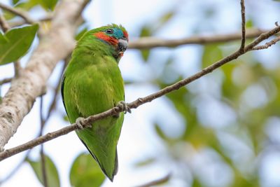 Double-eyed Fig Parrot - Dubbeloogvijgpapegaai - Psittacule double-oeil (m)