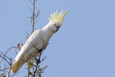 Sulphur-crested Cockatoo - Grote Geelkuifkaketoe - Cacatoès à huppe jaune