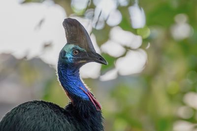Southern Cassowary - Helmkasuaris - Casoar à casque