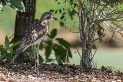 Bush Stone-curlew - Australische Griel - OEdicnème bridé