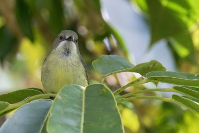 Fairy Gerygone - Zwartkeelmangrovezanger - Gérygone enchanteresse (m)