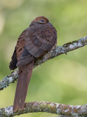 Brown Cuckoo-Dove - Australische Koekoeksduif - Phasianelle brune