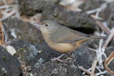 Rufous Shrikethrush - Rosse Lijsterdikkop - Siffleur roux