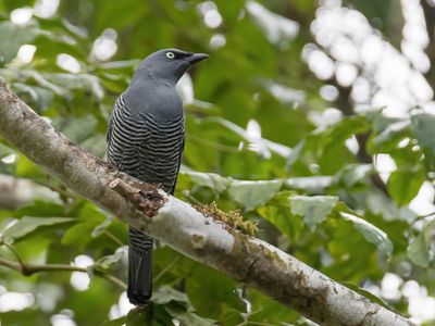 Barred Cuckooshrike - Geeloogrupsvogel - Échenilleur linéolé