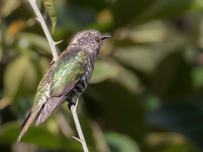 Shining Bronze Cuckoo - Gouden Bronskoekoek - Coucou éclatant