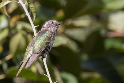 Shining Bronze Cuckoo - Gouden Bronskoekoek - Coucou éclatant