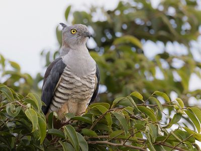 Pacific Baza - Australische Koekoekswouw - Baza huppé