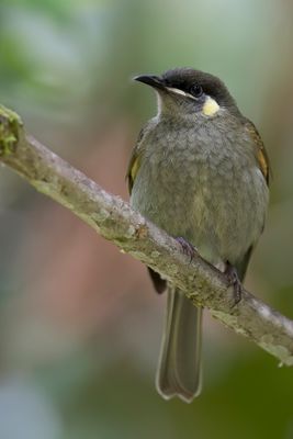 Yellow-spotted Honeyeater - Torreshoningeter - Méliphage marqué
