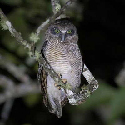 Rufous Owl - Rosse Valkuil - Ninoxe rousse