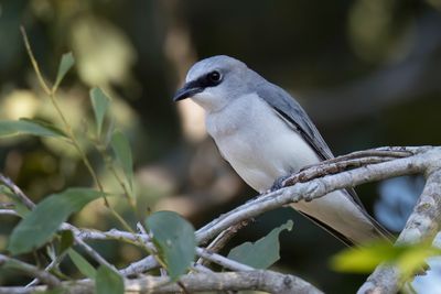 White-bellied Cuckooshrike - Papoearupsvogel - Échenilleur choucari